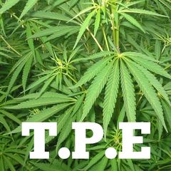 Application icon of T.P.E. iOS
										  application. The icon is a a group of
										  canabis leaves with the letters T.P.E.
										  text at the bottom.
